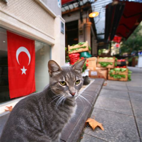 Istanbul Kitty | This cat was sitting irresistably close to … | Flickr