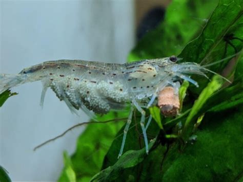 Neocaridina Shrimp Care Guide - The Aquarium Keeper