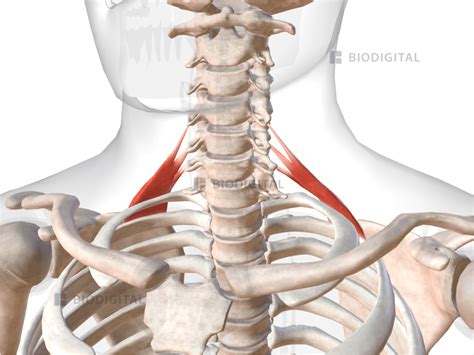 Posterior scalene | BioDigital Anatomy