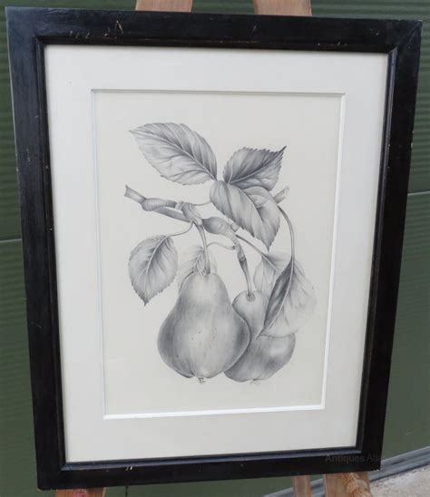 Antiques Atlas - Antique Framed Pencil Drawing Picture Pear Tree