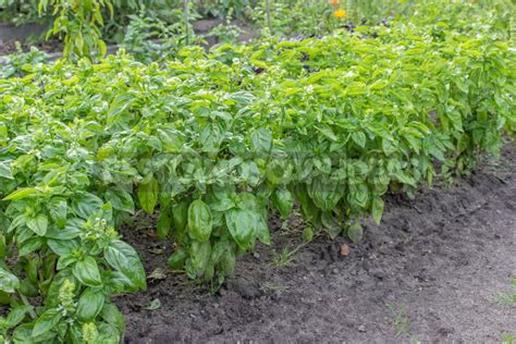 How To Plant And Care For Basil - Best Landscape Ideas