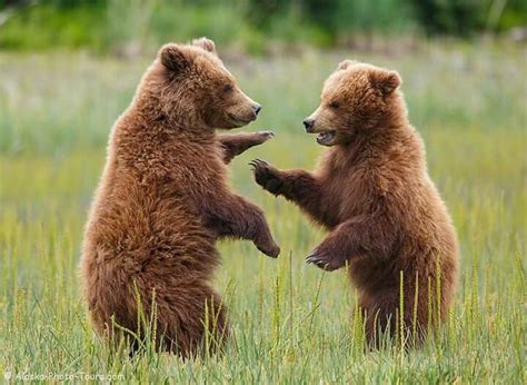 Pin by Martha Blajian on Bears | Grizzly bear facts, Bear, Brown bear