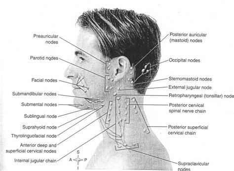 nodes in neck. Head and neck lymph nodes.4 | Sternocleidomastoid muscle, Dental extraction ...