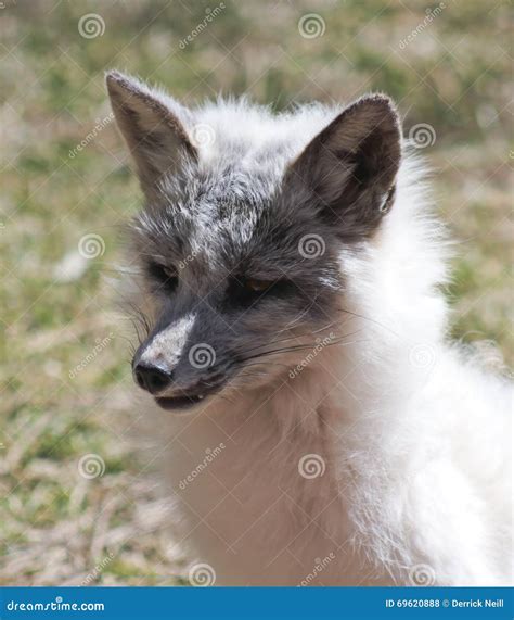 A Close Up Portrait of an Arctic Fox Stock Photo - Image of coat, soft: 69620888