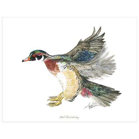 Wood Duck Watercolor at PaintingValley.com | Explore collection of Wood ...