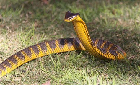 Tiger Snake Facts and Pictures | Reptile Fact