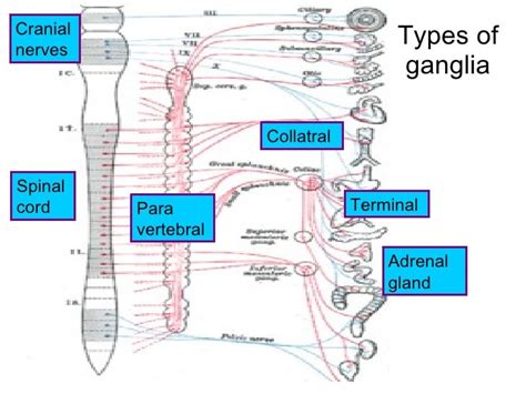 Physiology of autonomic nervous system