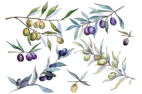 Branch olive watercolor png By MyStocks | TheHungryJPEG