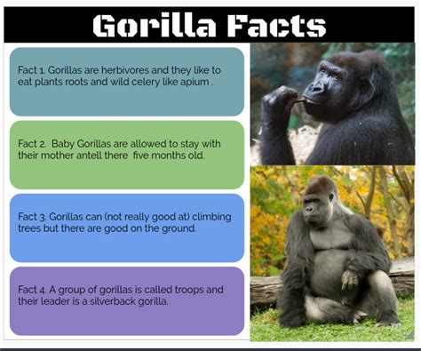 Elijah @ Pt England School: 4 gorilla facts