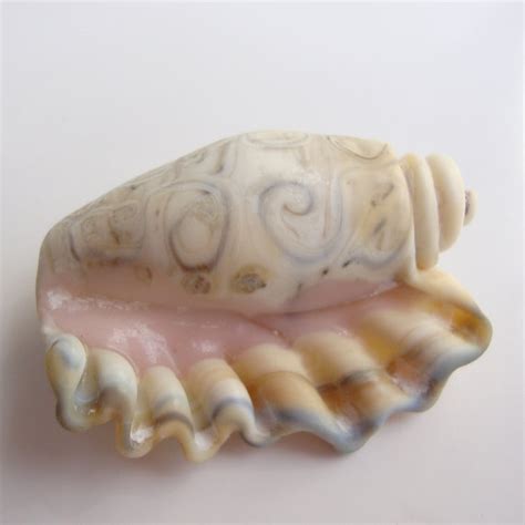 ~ Studio Marcy ~ Marcy Lamberson: Sea Shells From Glass