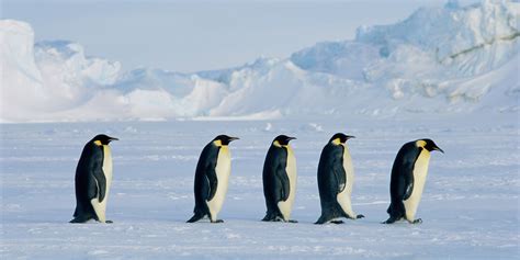 penguins walking in a line - Clip Art Library