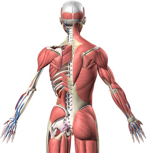 Muscle Anatomy Human Body Muscular System Organ Png Clipart Abdomen | Porn Sex Picture