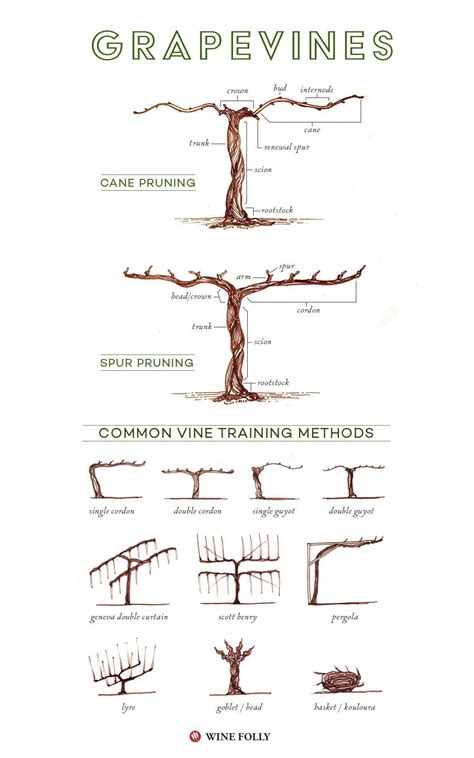 Looking For Grapevine Trees at David Wills blog