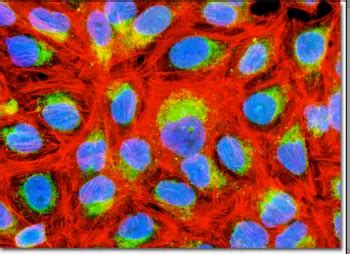 Immunofluorescence in Microscopy - Applications, Direct and Indirect Methods