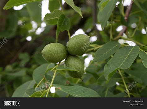 Green Fruit Walnut Image & Photo (Free Trial) | Bigstock