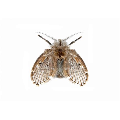 Drain Fly Identification, Habits & Behavior | Pest Defense Solutions