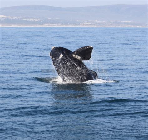 Whale Watching | Hermanus | Cape Town | South Africa - Xplora Tours ...