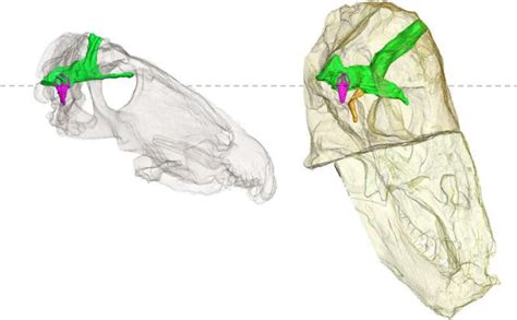 Prehistoric killing machine exposed - Nexus Newsfeed