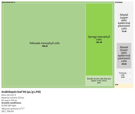 Arabidopsis leaf - cell types (volume) | Flourish