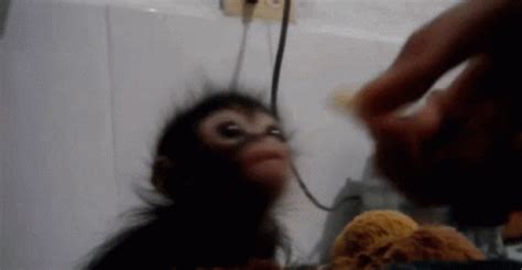 Monkey Monkey Eating GIF – Monkey Monkey Eating Cute Monkey – Ищите GIF-файлы и обменивайтесь ими