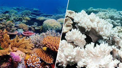 Coral bleaching: Hot ocean water damaging South Florida reefs, sea life – NBC 6 South Florida