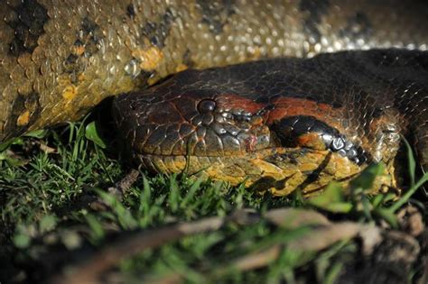 26ft-long anaconda discovered in Amazon rainforest is the biggest snake species in the world ...