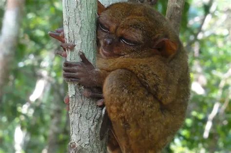 Tarsier - Description, Habitat, Image, Diet, and Interesting Facts