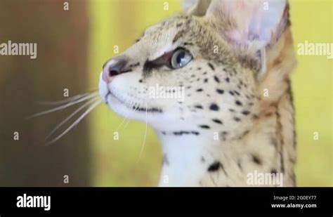 Serval hunting bird Stock Videos & Footage - HD and 4K Video Clips - Alamy