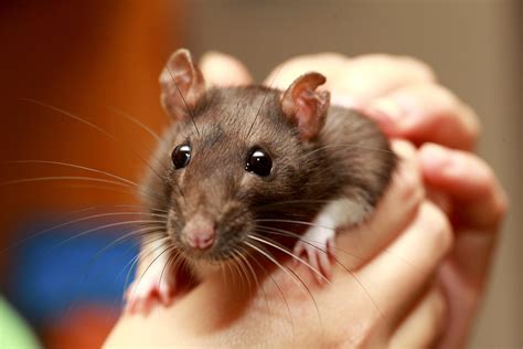 Fancy Rats - Finding And Caring For This Wonderful Critter