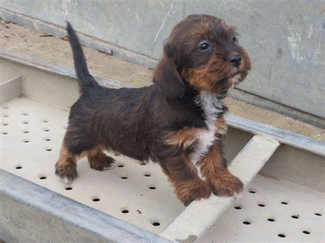 Dachshund Poodle Mix Puppies Picture - Dog Breeders Guide