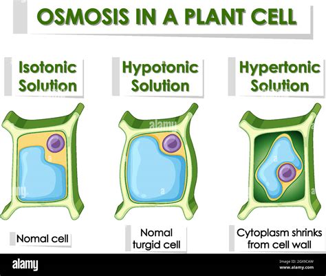 Diagram showing osmosis in plant cell Stock Vector Image & Art - Alamy