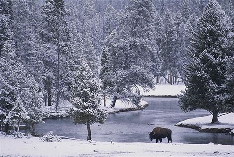 Winter in Yellowstone Wallpaper - WallpaperSafari