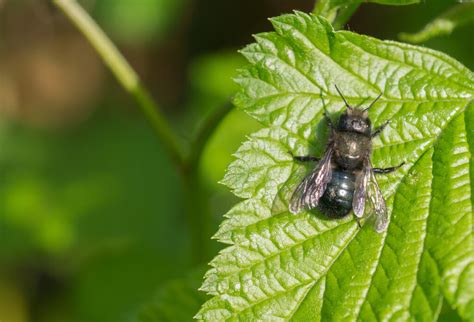 All About Blue Bees - Minneopa Orchards