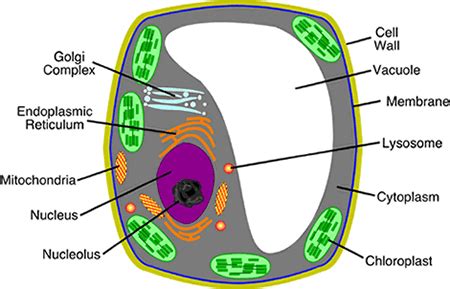 Notes over the Cell