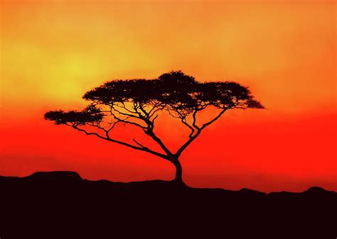 An Acacia Tree in the Sunset Photograph by Mitchell R Grosky - Fine Art America