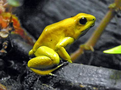 Golden Poison Dart Frog ~ Amphibians World