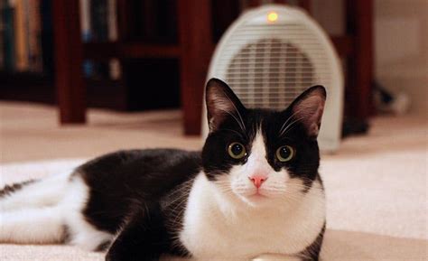 Are Space Heaters Safe for Cats? - HeaterTips