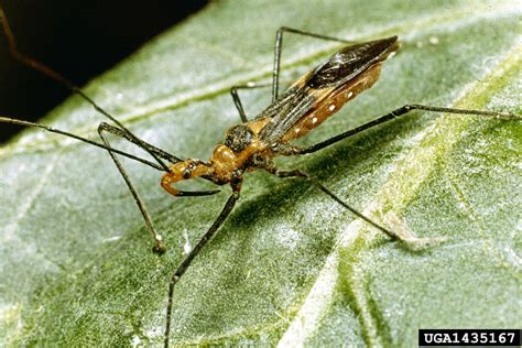 assassin bugs (Genus Zelus)