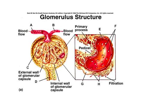 GLOMERULUS STRUCTURE Diagram | Quizlet