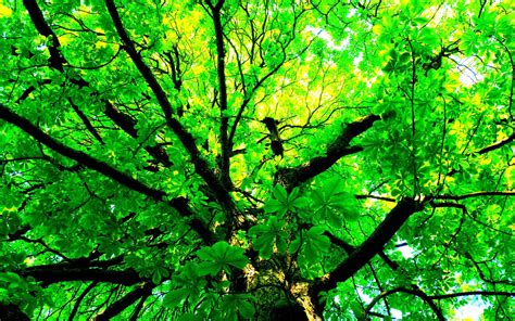 [200+] Green Tree Wallpapers | Wallpapers.com