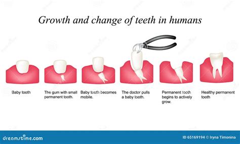 Teeth Growth Chart