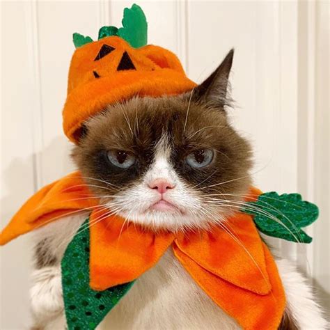 Grumpy Cat Halloween Blank Template - Imgflip