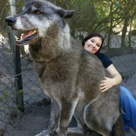 Biggest Wolf In The World Alive