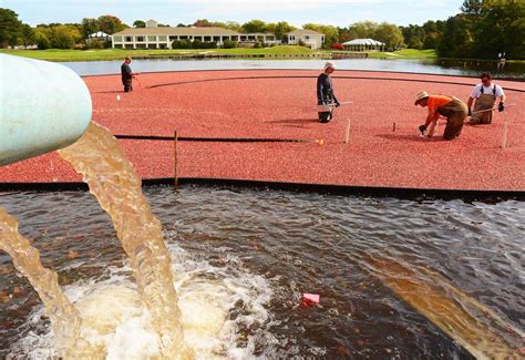 Cranberry Harvest Season Is Here | Mashpee News | capenews.net