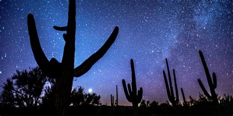 Rising cacti theft sparks plant microchipping at Arizona national park | Fox News