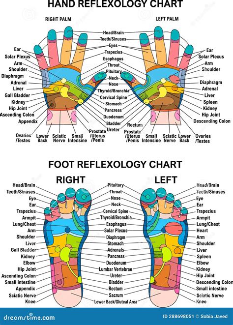 Hand Foot Reflexology Chart, Planter, Dorsal, Medial & Lateral Map Colorful Stock Vector ...