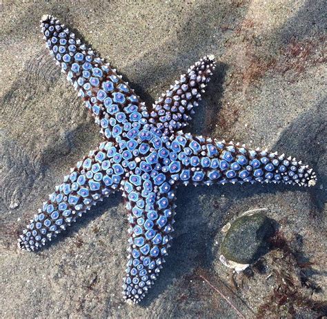 Blue Starfish Photograph by Konni Jensen