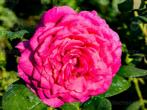 Big Purple rose close up. Hybrid tea rose with dark purple flowers ...