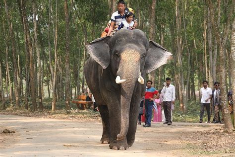 Elephant back safari ride in Habarana | The Adventure Travel Site