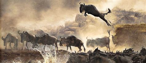 Wildebeest Migration – Serengeti to Masai Mara